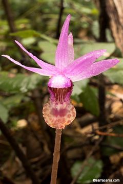 Image of Calypso orchid