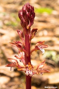 Image of Spotted coralroot