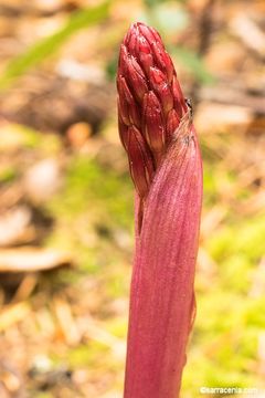 Image of Spotted coralroot