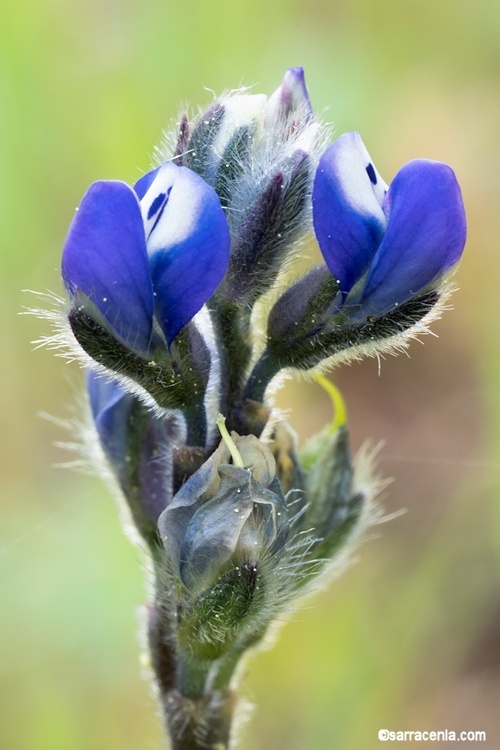 Image de Lupinus bicolor Lindl.