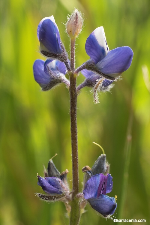 Image de Lupinus bicolor Lindl.