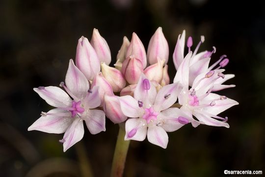 Allium amplectens Torr. resmi