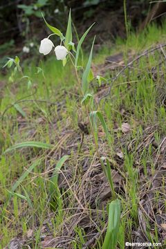 Image de Calochortus albus (Benth.) Douglas ex Benth.