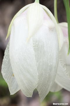 Image de Calochortus albus (Benth.) Douglas ex Benth.