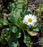 Image of Daisy