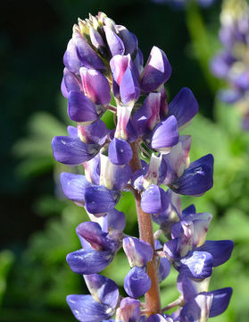 Image of hollowleaf annual lupine