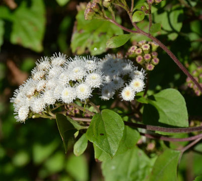 Plancia ëd Ageratina adenophora (Spreng.) R. King & H. Rob.