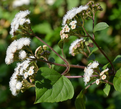 Imagem de Ageratina adenophora (Spreng.) R. King & H. Rob.