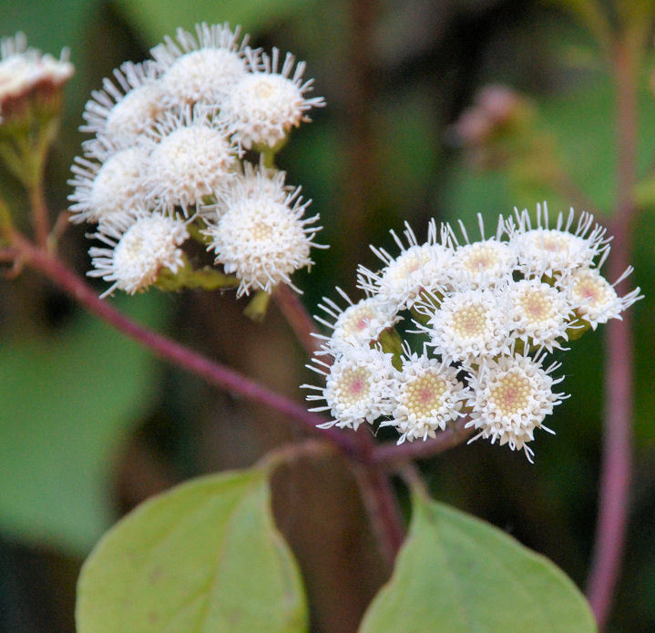 Plancia ëd Ageratina adenophora (Spreng.) R. King & H. Rob.