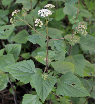 صورة Ageratina adenophora (Spreng.) R. King & H. Rob.