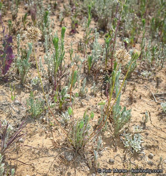 Imagem de Microseris douglasii subsp. platycarpha (A. Gray) K. L. Chambers