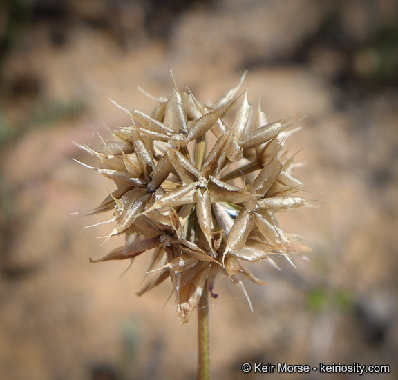 Imagem de Microseris douglasii subsp. platycarpha (A. Gray) K. L. Chambers