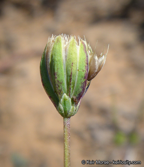 Imagem de Microseris douglasii subsp. platycarpha (A. Gray) K. L. Chambers