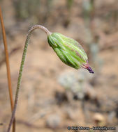 Imagem de Microseris douglasii subsp. platycarpha (A. Gray) K. L. Chambers