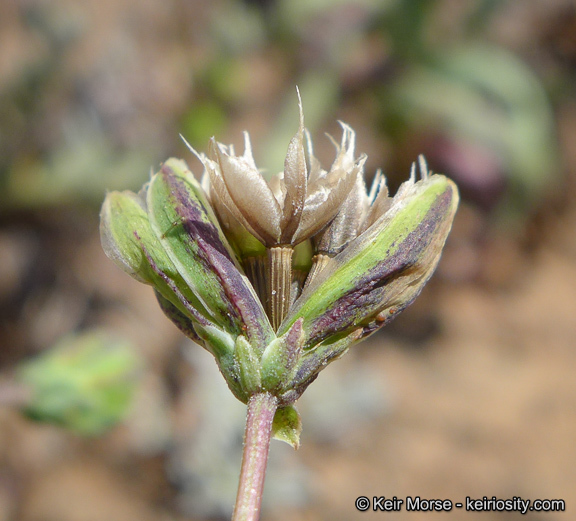 Imagem de Microseris douglasii subsp. platycarpha (A. Gray) K. L. Chambers