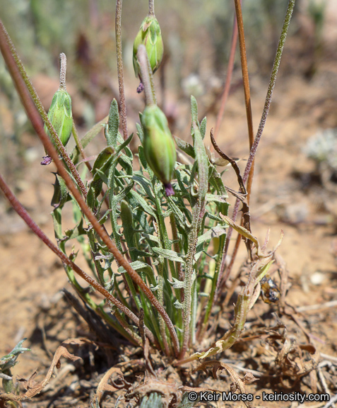 Imagem de Microseris douglasii subsp. platycarpha (A. Gray) K. L. Chambers