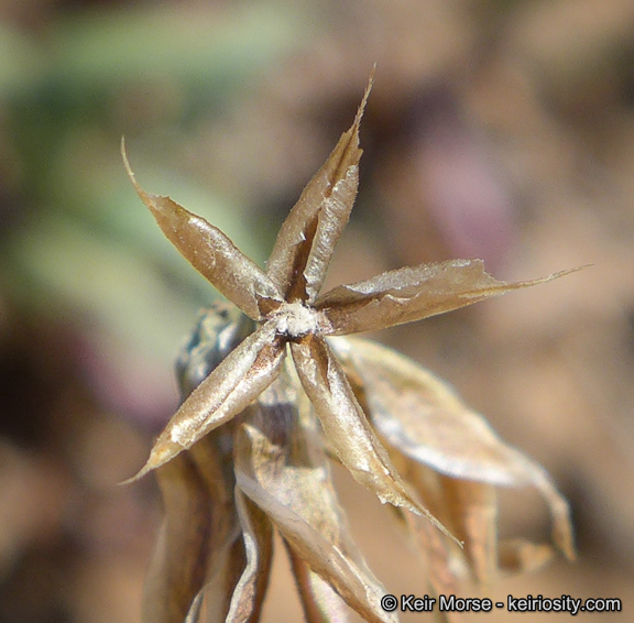 Imagem de Microseris douglasii subsp. platycarpha (A. Gray) K. L. Chambers