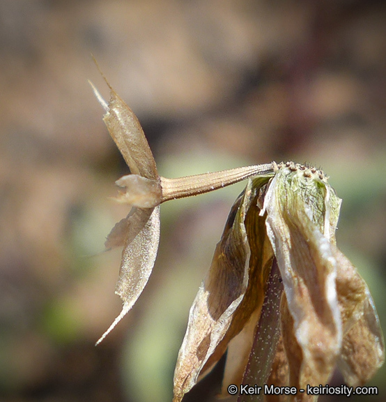 Imagem de Microseris douglasii subsp. platycarpha (A. Gray) K. L. Chambers