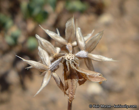 Imagem de Microseris douglasii subsp. platycarpha (A. Gray) K. L. Chambers