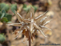 Imagem de Microseris douglasii subsp. platycarpha (A. Gray) K. L. Chambers