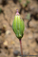 Imagem de Microseris douglasii subsp. platycarpha (A. Gray) K. L. Chambers