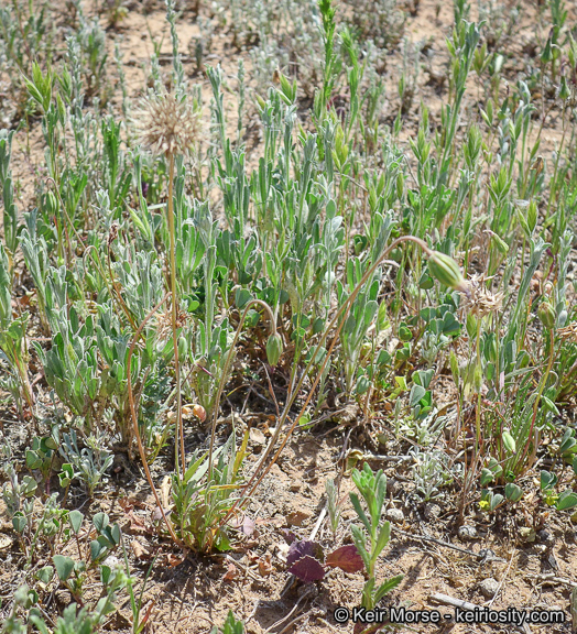 Imagem de Microseris douglasii subsp. platycarpha (A. Gray) K. L. Chambers