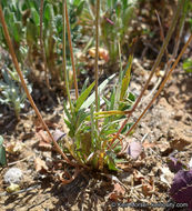 Imagem de Microseris douglasii subsp. platycarpha (A. Gray) K. L. Chambers