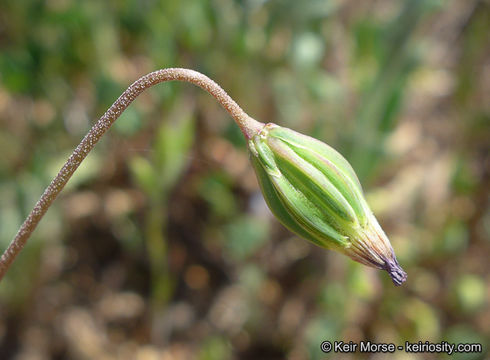 Imagem de Microseris douglasii subsp. platycarpha (A. Gray) K. L. Chambers