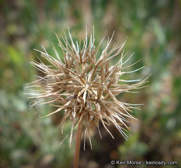 Imagem de Microseris douglasii subsp. platycarpha (A. Gray) K. L. Chambers