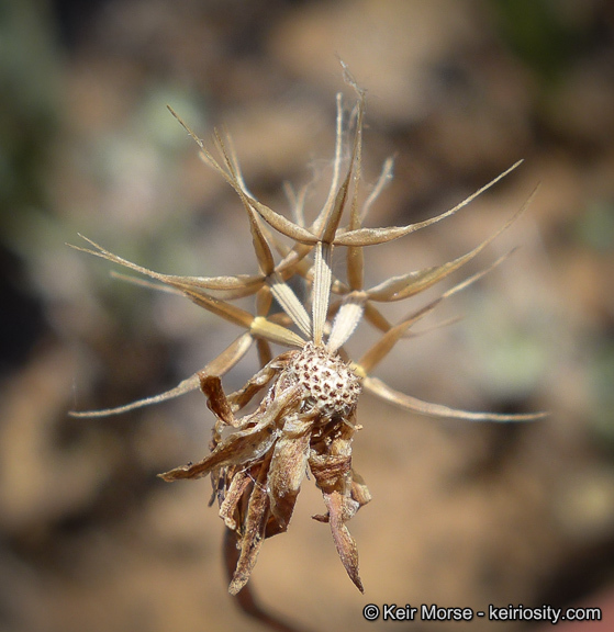 Imagem de Microseris douglasii subsp. platycarpha (A. Gray) K. L. Chambers