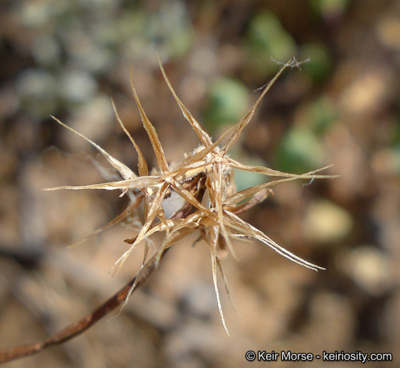 Imagem de Microseris douglasii subsp. platycarpha (A. Gray) K. L. Chambers