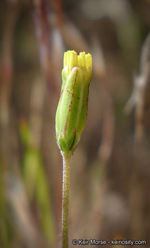 Imagem de Microseris douglasii subsp. platycarpha (A. Gray) K. L. Chambers