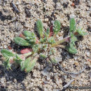 Image of San Diego spineflower