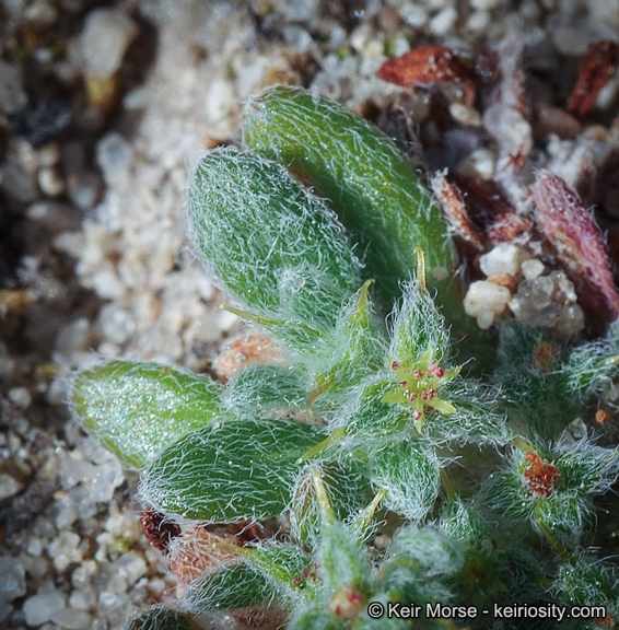 Image of San Diego spineflower