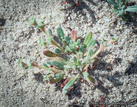 Image of San Diego spineflower