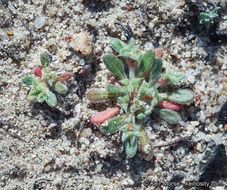 Image of San Diego spineflower