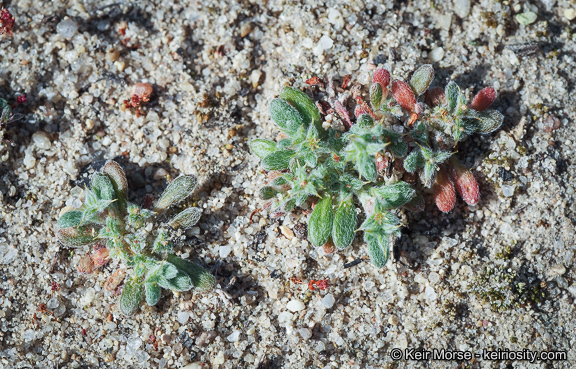 Image of San Diego spineflower