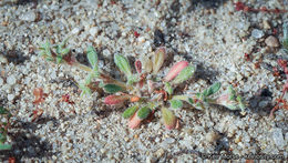 Image of San Diego spineflower