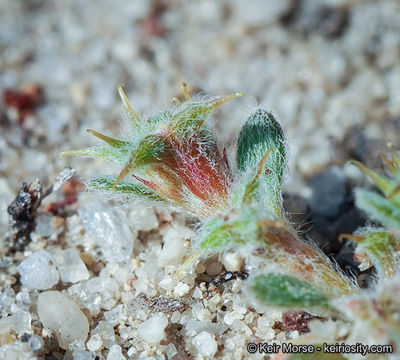 Image of San Diego spineflower