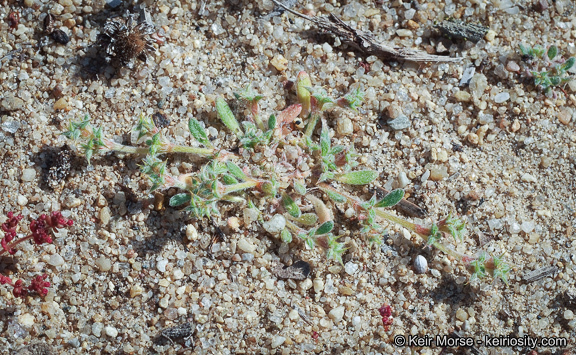 Image of San Diego spineflower