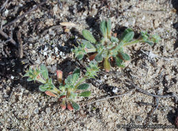 Image of San Diego spineflower