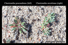 Image de Chorizanthe procumbens Nutt.