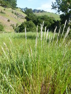 Image of California melicgrass