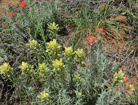 Слика од Castilleja foliolosa Hook. & Arn.