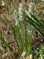 Plantago erecta Morris的圖片