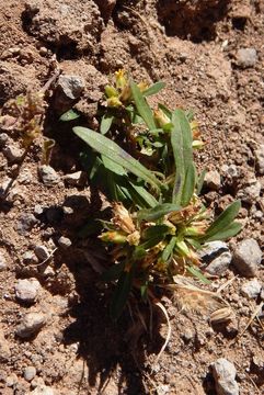 Image of spreading chinchweed