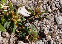 Image of spreading chinchweed