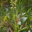 Image of Bog orchid