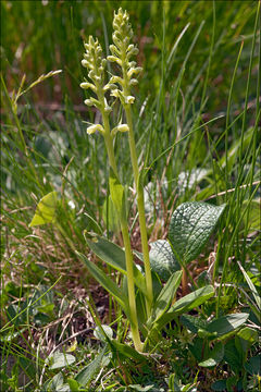 Image de Pseudorchis albida (L.) Á. Löve & D. Löve