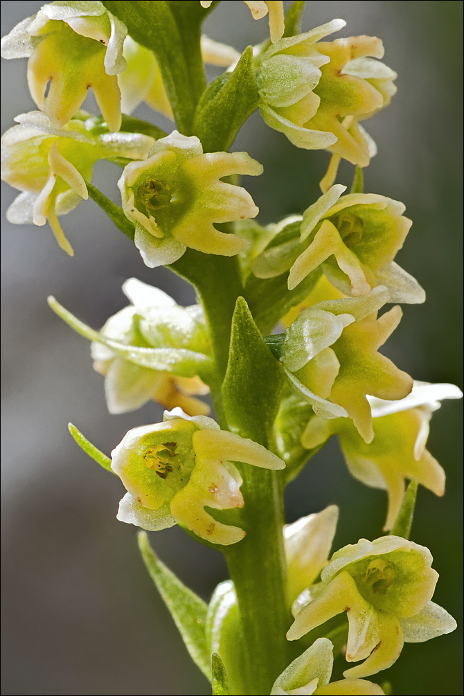 Imagem de Pseudorchis albida (L.) Á. Löve & D. Löve